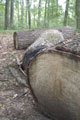 Click to see it big Ich mit Kettensäge, Impression aus dem Wald